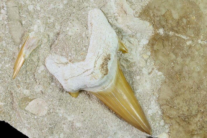 Otodus Shark Tooth Fossil in Rock - Eocene #135853